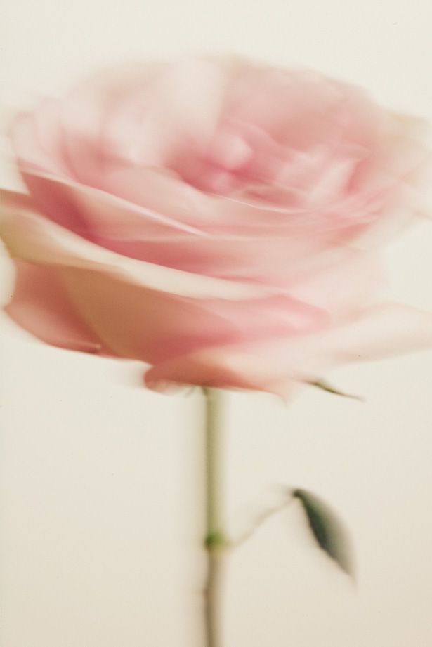 Blurred close-up of a pink rose on a white background, symbolizing natural ingredients in Imean Beauty skincare.